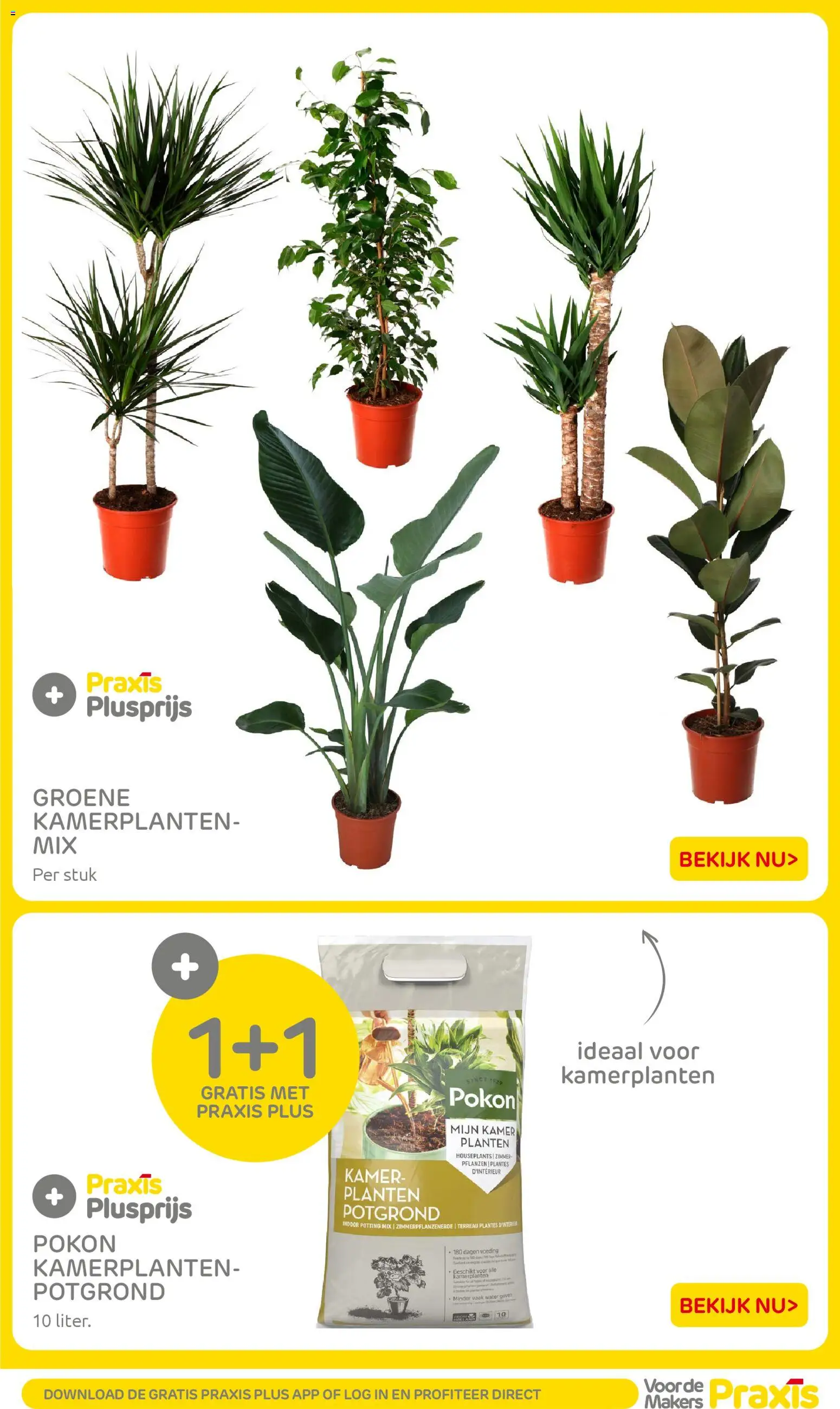 {H1} | Pagina: 54 | Producten: Kamerplanten, Festék