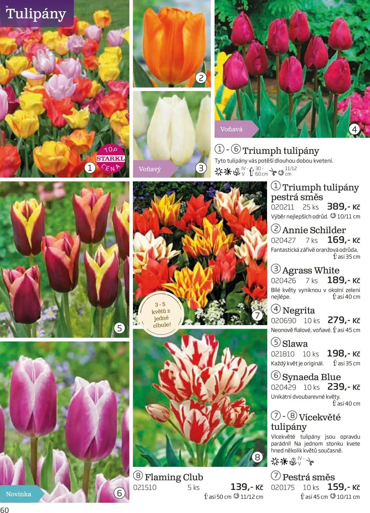 Starkl katalog podzim 2025 od 01.08.2025 | Strana: 60 | Produkty: Tulipány, Cibule