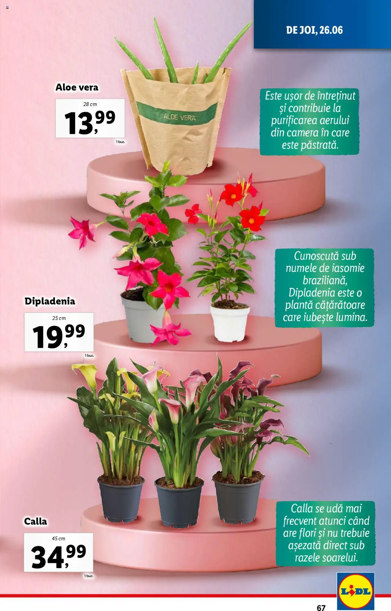 Catalog Lidl – valabil de la 23.06.2025 | Pagină: 67 | Produse: Cameră, Aloe vera, Dipladenia
