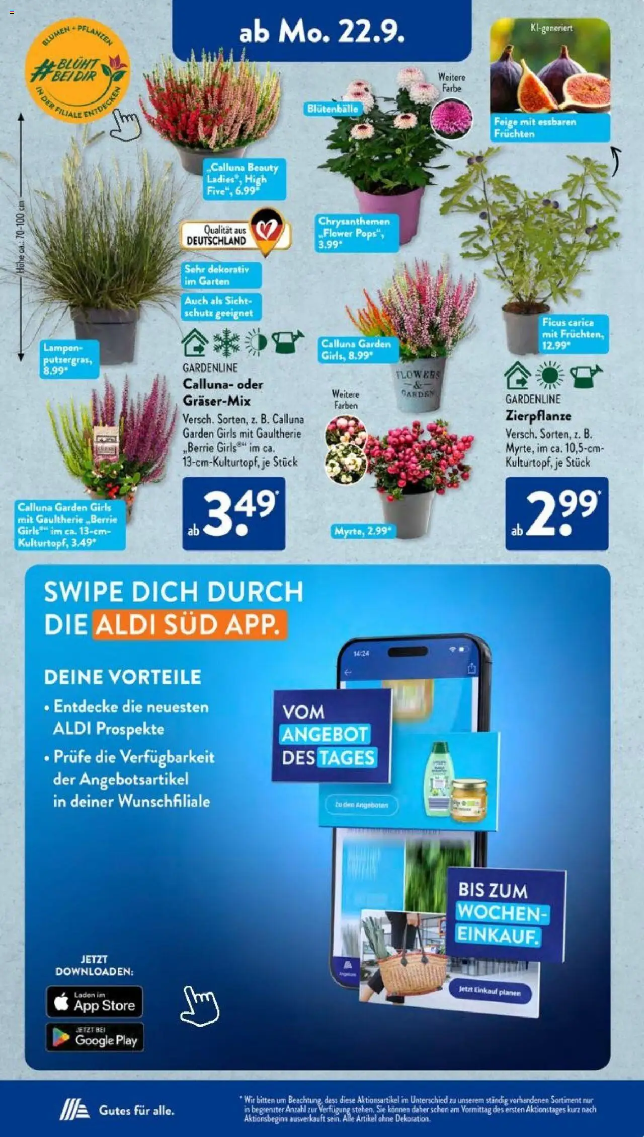 Aldi Süd Prospekt 	 – gültig ab 22.09.2025 | Seite: 7 | Produkte: Blumen