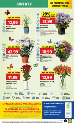 Lidl Gazetka od 12.06.2025 | Strona: 57 | Produkty: Chryzantemy, Doniczka, Doniczki, Kwiaty